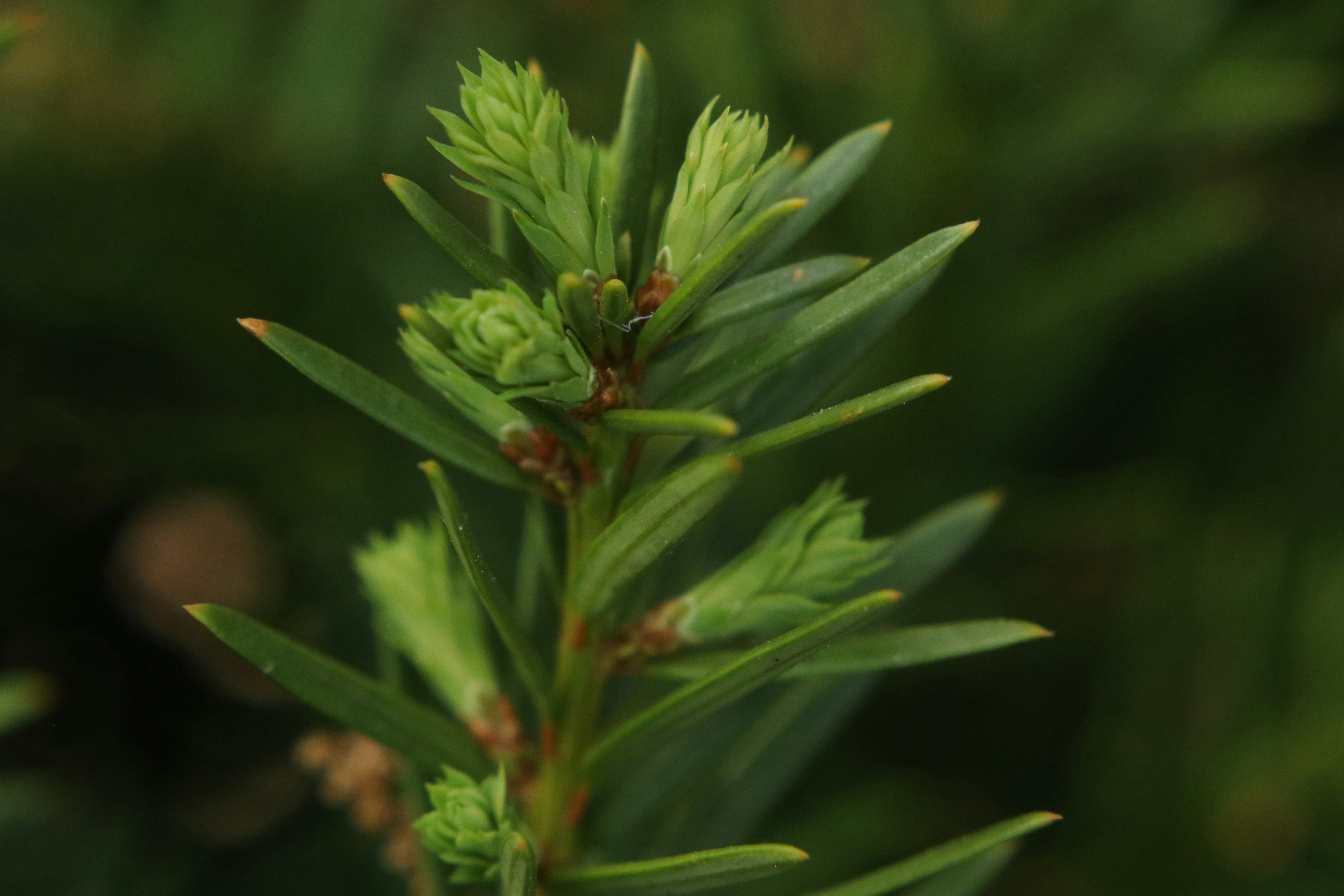 green leaf plant in close up photography